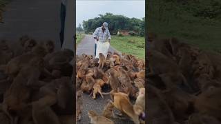 Kabutari 🤣🤣shorts trending videoshort video [upl. by Atalaya]