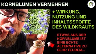 Kornblumen säen und vermehren mit selbst gesammelten Samen  Bestimmung Inhaltsstoffe und Wirkung [upl. by Dole]