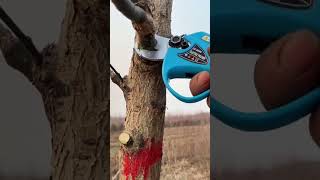 Garden ToolsElectric ScissorsElectric Pruning ShearsFruit tree plantingpruning [upl. by Narmak]