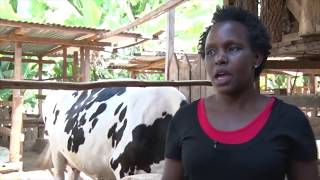 Dairy Developments in Kenya [upl. by Ahsimek]