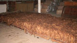 Cigar Tobacco Curing and Fermentation [upl. by Kennet]