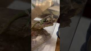 TREECKO IS SHEDDING lizards GreenAnole Treecko [upl. by Gershon]