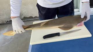 Fillet a Guitarfish how to fillet a Shovelnose Guitarfish or Shovelnose shark [upl. by Roselyn267]