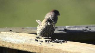 House Finches Eating Seed [upl. by Norean]