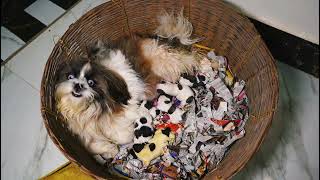 SHIH TZU giving birth to 6 baby puppy for the first time  HOW TO HELP A DOG GIVE BIRTH MY COCO [upl. by Cailly]