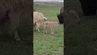 Rare white bison born in Wyoming State Park [upl. by Suki]