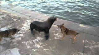 mejor video de pelea de perro vs lobo marino [upl. by Granny]