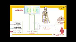 trajet de linflux nerveux sensitif et moteur [upl. by Ardnazxela]