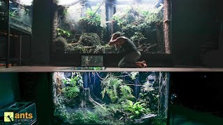 I Connected My Two Giant Rainforest Vivariums Together [upl. by Primaveras]