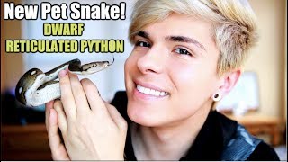 I Got a Dwarf Reticulated Python NEW PET SNAKE 🐍 [upl. by Gnaoh704]