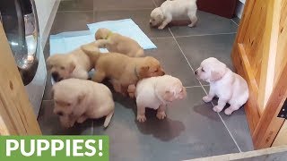 Golden Labrador puppies deliver cuteness overload [upl. by Alikahs525]