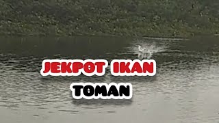 IKAN TOMANJEKPOT IKAN TOMAN CASTING DI PAGI HARI [upl. by Megdal]