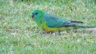 Australian Parrot  Redrumped Parrot [upl. by Gadmon19]