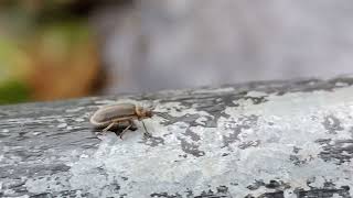 Beetle at Gilfach [upl. by Arundell]