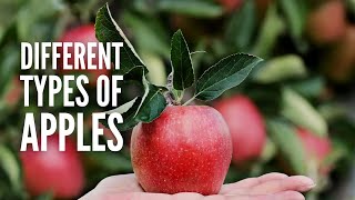 Types of Apples 25 Different Apples You Should Know [upl. by Aisetra]