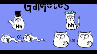 Biology with pinyin through AMOEBA SISTERS  Dihybrid and TwoTrait Crosses [upl. by Joanna]