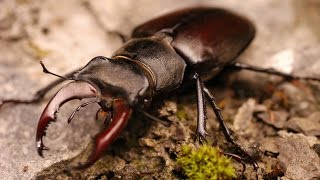 Жуколень полет  Stag beetle flight Lucanus cervus [upl. by Seleta275]