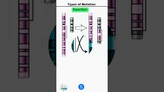 Types of Mutation Deletion Duplication Inversion Insertion and Translocation [upl. by Eeimaj701]