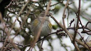 Myrtle Warbler Setophaga coronata [upl. by Lamhaj]