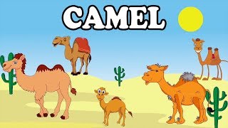 Camel  Animal Rhymes  English Rhymes  Children Nursery Rhymes   Comprint Multimedia [upl. by Ainslee256]