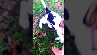 Squeaky toy sounds to attract dogs viral dog ytshorts trending [upl. by Yclek780]