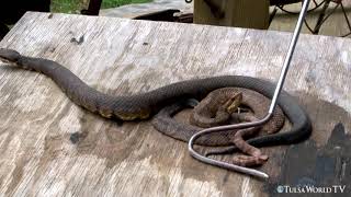 Up close and venomous See the difference watersnake vs cottonmouth [upl. by Yoreel]