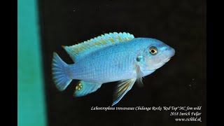 Labeotropheus trewavasae Chidunga Rocks quotRed Topquot MC fem [upl. by Pejsach369]