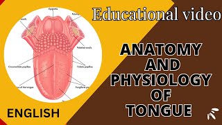 structure and functions of TONGUE  Anatomy and physiology of TONGUE [upl. by Galanti]