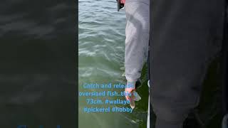 fishing pickerel hobby catchandrelease [upl. by Eldredge474]