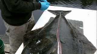 How to Filet a Halibut [upl. by Gerik57]