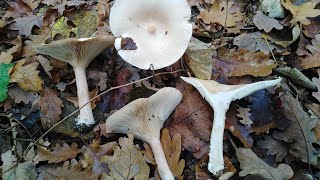 Kasna ulegnica Martinčica Infundibulicybe Clitocybe geotropa [upl. by Enymsaj372]