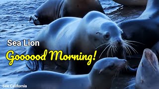 Goooood Morning Sea Lion [upl. by Pember]