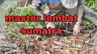 MENGURAS IKAN LANJUTAN BERBURU LEMBAT LIAR SUMATRA [upl. by Higbee710]