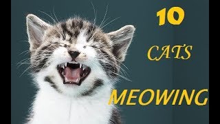 10 CATS MEOWING  Make your Cat Go Crazy [upl. by Ollie]