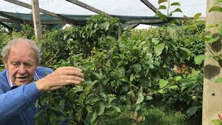 How to keep a greengage to a manageable size [upl. by Meggs]