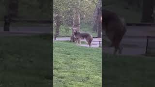 ‘Large’ Coyote Spotted Strolling Around Central Park [upl. by Varney]