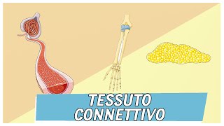 Tessuto Connettivo  Pillole di Scienza [upl. by Garrity]