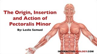 083 The Origin Insertion and Action of Pectoralis Minor [upl. by Madeleine]