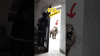 😱😱 शेर ने किया हमला 😭😭  Lion Attack a boy 😭😭 ytshorts lion animals [upl. by Benedict269]