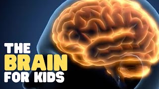 The Brain for Kids  Learn cool facts about the human brain [upl. by Oludoet]