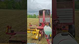 Chopping Triticale [upl. by Mandal]