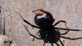 Katipo Spiders Latrodectus katipo at Birdlings Flat Made with Clipchamp 1 [upl. by Eneleahs]