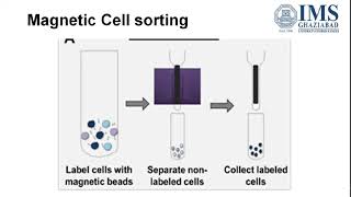 cell sorting techniques [upl. by Eirelav]