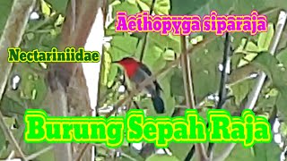 SEPAH RAJA Foyuu nature fauna animals birds bird aethopyga nectariniidae kicaumania fyp [upl. by Irod]