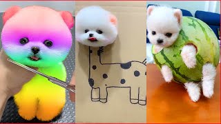 Tik Tok Chó Phốc Sóc Mini 😍 Funny and Cute Pomeranian 34 [upl. by Iretak508]