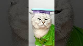 Hairbrush cleaning hack cuddleclawshow lifehacks catchef cats funny foryou [upl. by Eachelle]