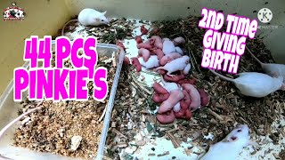 MICE BREEDING 5 IS TO 1  44 PCS PINKIES  MICE BREEDER [upl. by Kerwin]