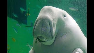 Facts The Dugong [upl. by Varick597]