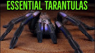 MUST HAVE Tarantulas  YOU Need These BIG Spiders [upl. by Gelasius127]