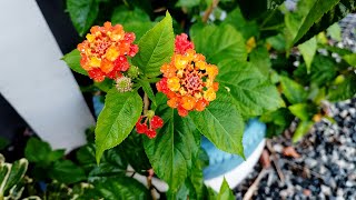 AMAZING MEDICINAL BENEFITS OF THE LANTANA CAMARA PLANT ANANSE DOKONU [upl. by O'Grady]